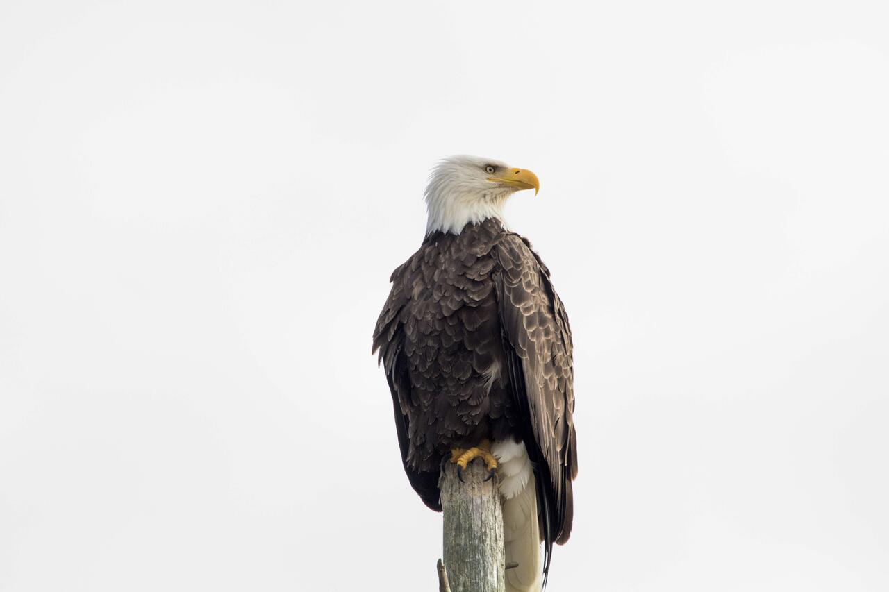 Eagles View Condo In Ocean Shores With 3 Balconies Dış mekan fotoğraf